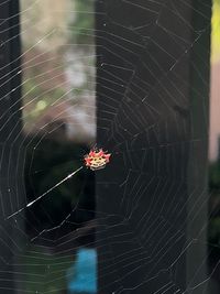 Close-up of spider on web