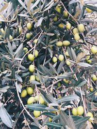 Close-up of fruits growing on plant