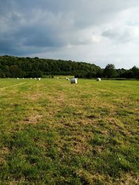 Scenic view of field against sky