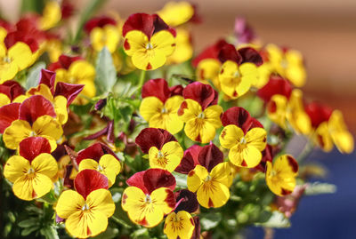 Close-up of yellow flowering plants