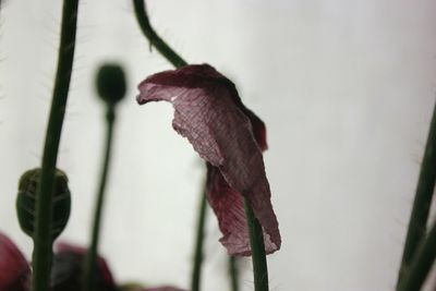 Close-up of lizard on flower