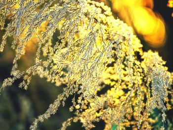Close-up of yellow flowers