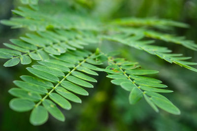 Green Leaves in