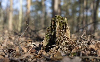 Close-up of dry plant on field