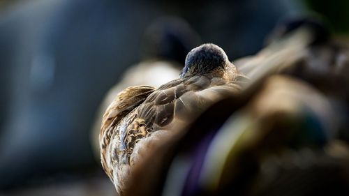 Close-up rear view of a blurred bird