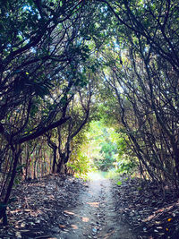 Trees growing in forest