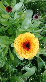 Close-up of orange flower