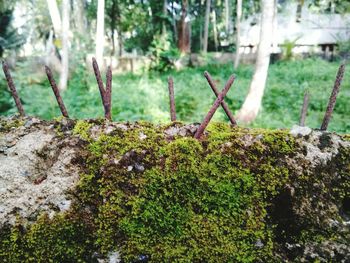 Close-up of moss growing on rock