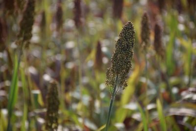 Close-up of plant