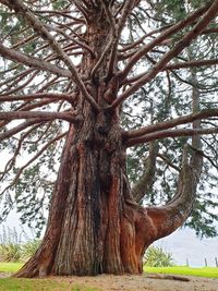 Low angle view of tree in forest