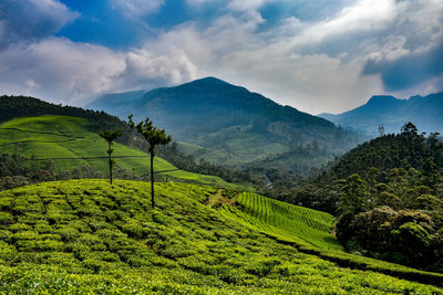 Scenic view of vineyard against sky