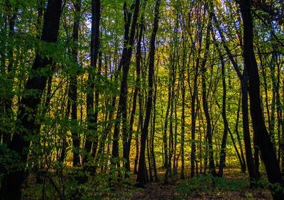 Trees in forest