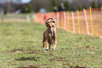 Dog running on field