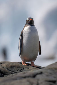 Gentoo penguin perched on rock facing camera