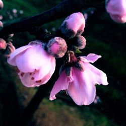 Close-up of pink flowers