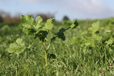 Close-up of fresh green plants on field against sky