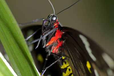 This is a photo of a swallowtail butterfly, of the papilionidae family.