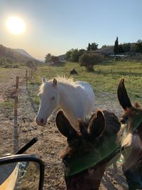 Sunset on horses