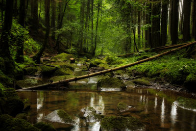 Reflection of trees in forest against sky