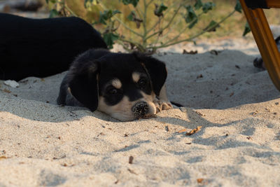 Cute homeless puppy lying on sand. dog family living on the beach.