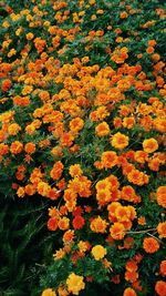 Close-up of yellow flowers blooming outdoors