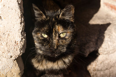 Close-up portrait of black cat