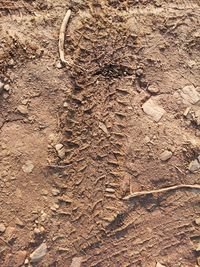 High angle view of tire tracks on land