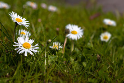 Close-up of white daisy flowers on field