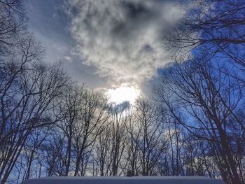 Low angle view of trees against sky