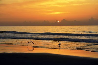 Silhouette birds on beach against orange sky