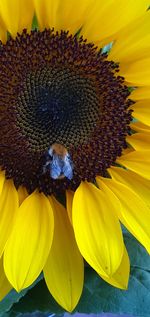 Close-up of honey bee on sunflower