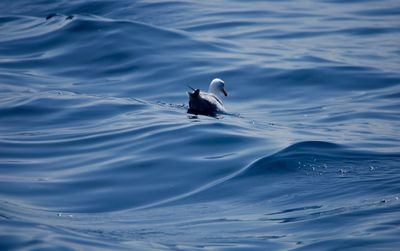 Seagull swimming in sea