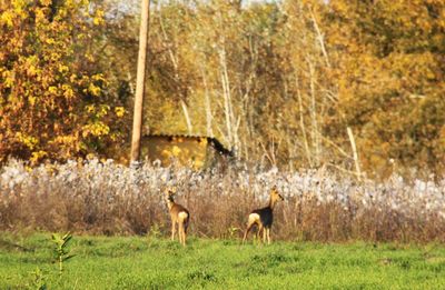 Deer in a forest