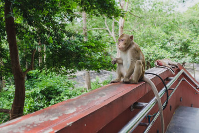 Cat sitting on railing in forest