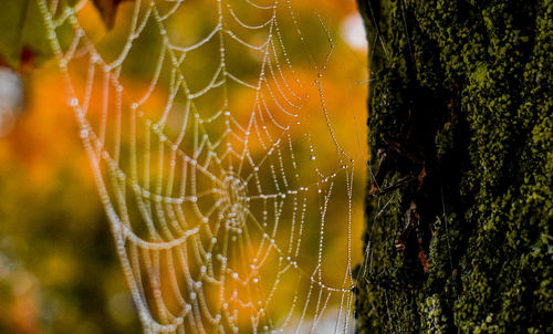 Close-up of spider web