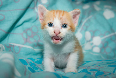 Portrait of ginger cat on bed