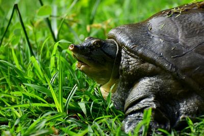 Close-up of a turtle on field