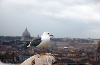 Seagull perching on a city