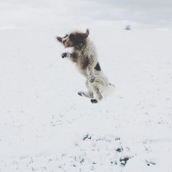 Dog jumping over snow covered field