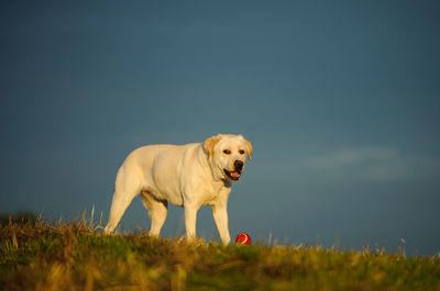 Portrait of dog standing by ball on field against sky