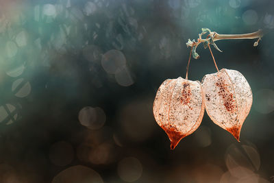 Close-up of winter cherries hanging on plant