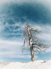 Bare tree on landscape against sky