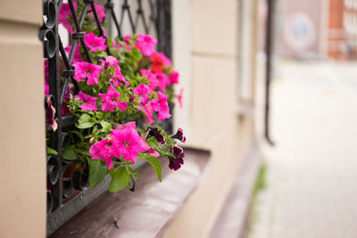 Close-up of pink flower pot