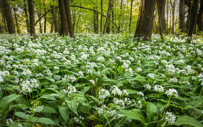 Flowering plants and trees in forest