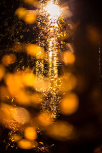 Close-up of illuminated tree against sky during sunset