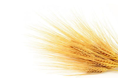 Close-up of wheat against white background