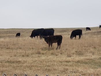 Horses in a field