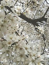 White flowers blooming on tree