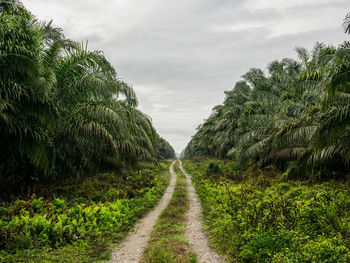 Road amidst trees on field against sky