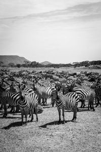 Flock of zebras on landscape against sky